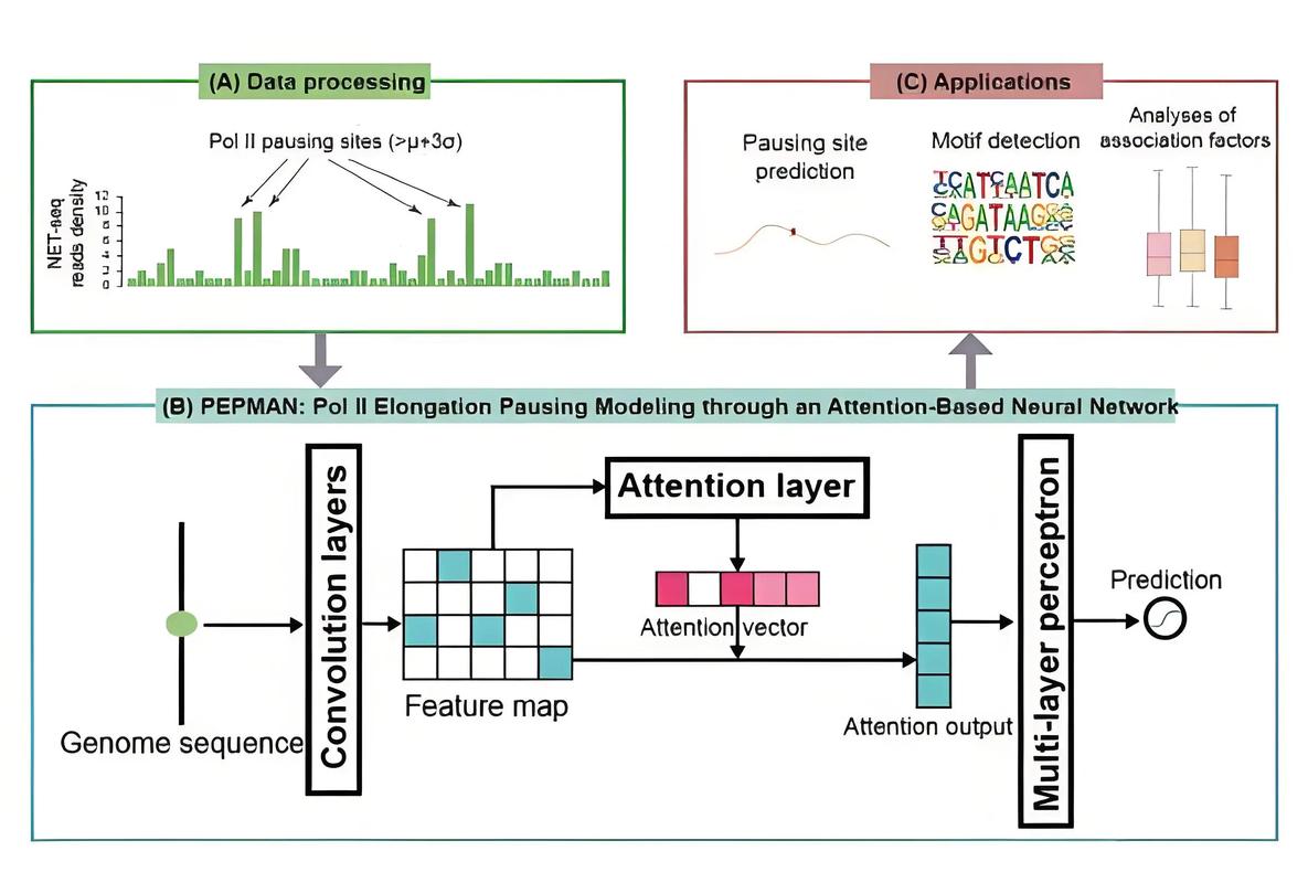 dede循环变量加e